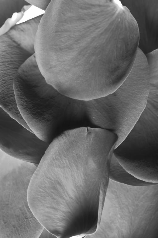 Free stock image of rose petals created by 2happy