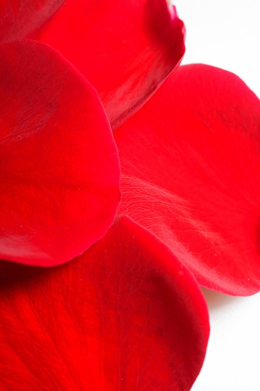 Free stock image of rose petals created by 2happy