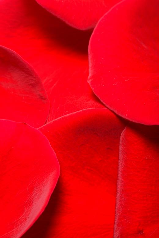 Free stock image of rose petals created by 2happy