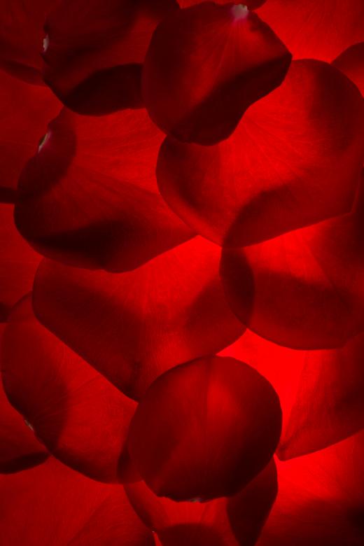 Free stock image of rose petals created by 2happy