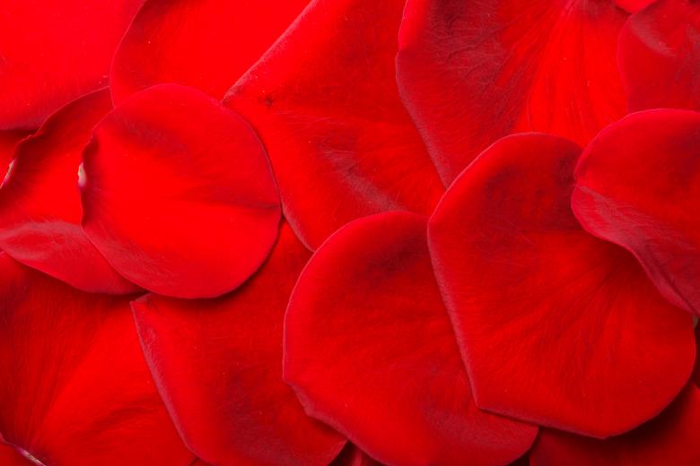 Free stock image of rose petals created by 2happy