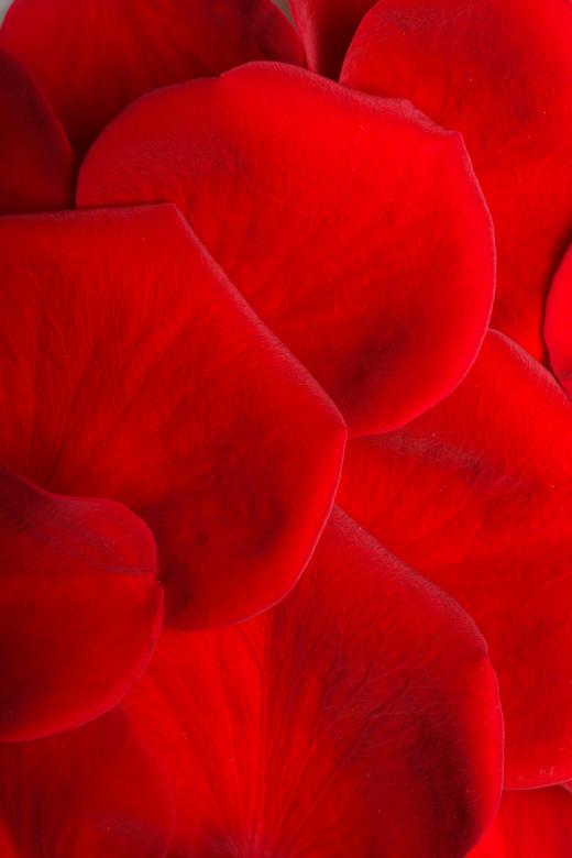 Free stock image of rose petals created by 2happy