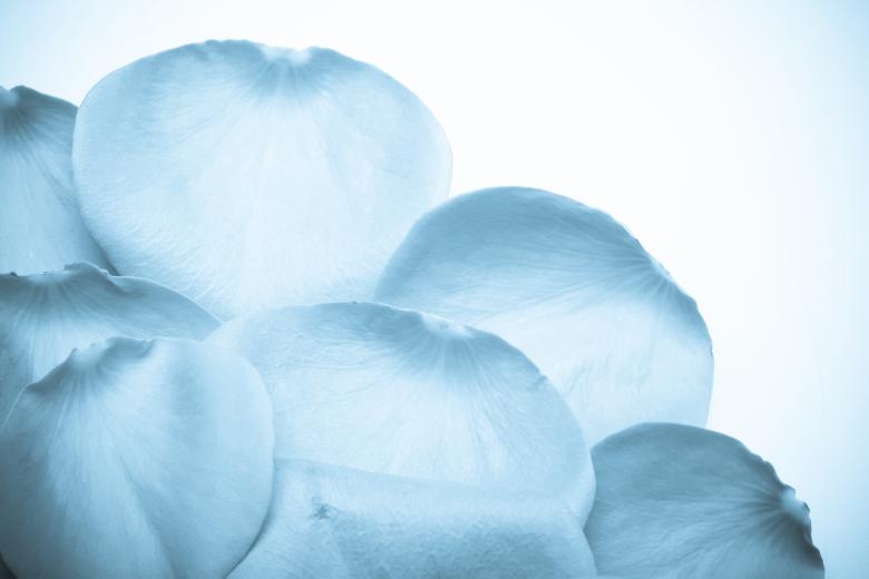 Free stock image of rose petals created by 2happy