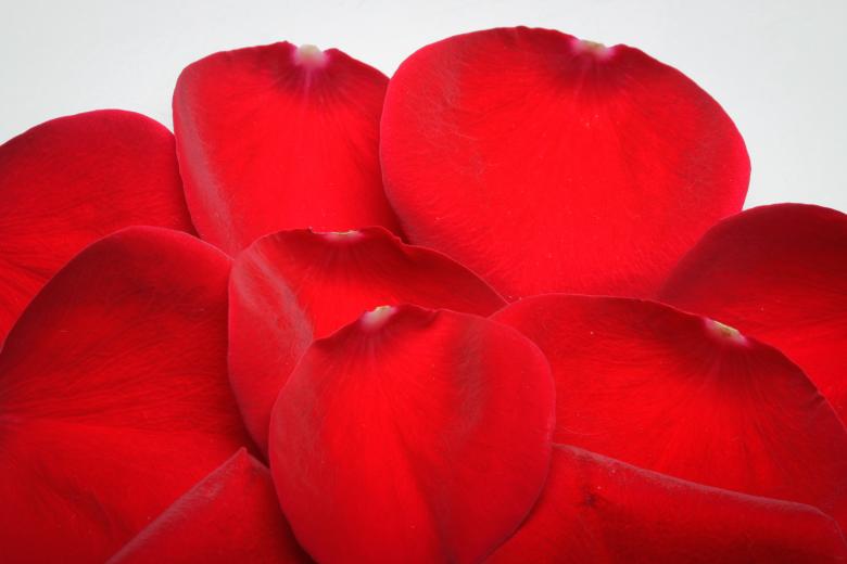 Free stock image of rose petals created by 2happy