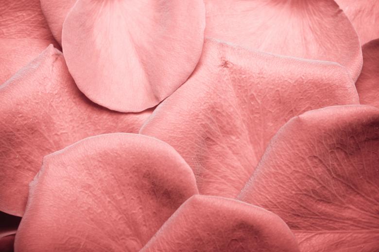 Free stock image of rose petals created by 2happy