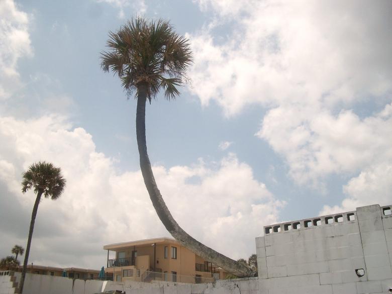 Free stock image of Palm trees created by Shelby G