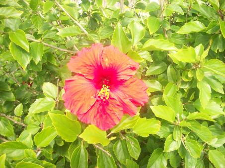 Red flower - Free Stock Photo
