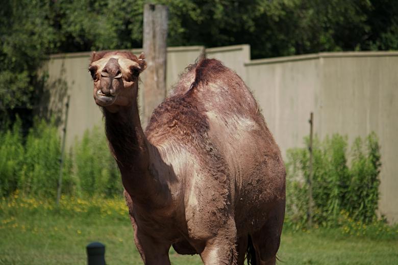 Free stock image of Camel created by Danny Ouellet