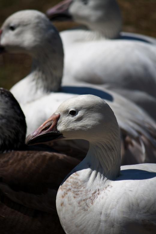 Free stock image of White ducks created by Danny Ouellet