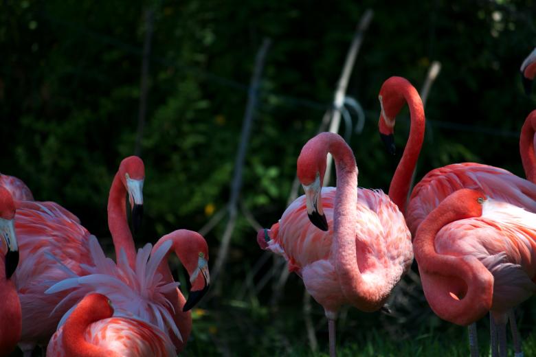 Free stock image of Flamingo birds created by Danny Ouellet