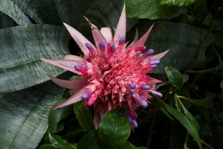 Free stock image of Pink Flower created by Danny Ouellet