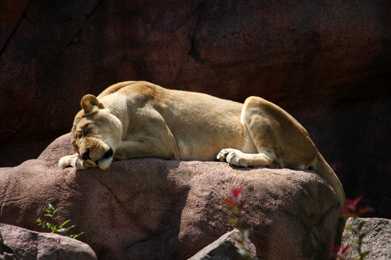 Free stock image of Lioness created by Danny Ouellet