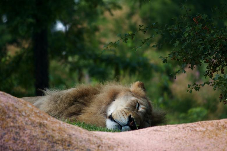 Free stock image of Sleeping Lion created by Danny Ouellet