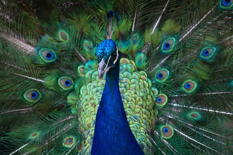Free stock image of Peacock created by Danny Ouellet