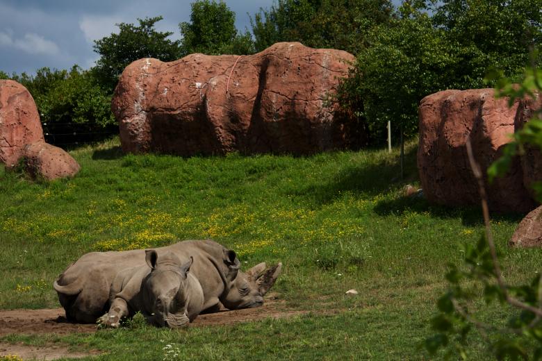 Free stock image of Rhinos created by Danny Ouellet