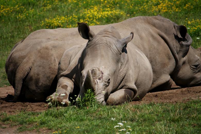 Free stock image of Rhinos created by Danny Ouellet