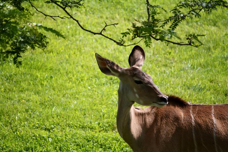 Free stock image of Baby Deer created by Danny Ouellet