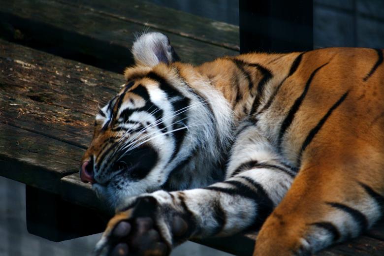 Free stock image of Sleeping Tiger created by Danny Ouellet