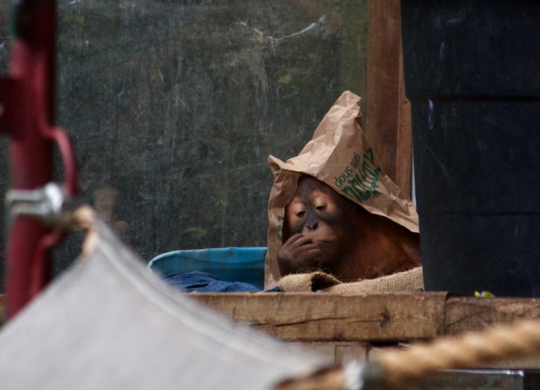 Free stock image of Ape created by Danny Ouellet