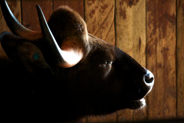 Free stock image of Ox created by Danny Ouellet