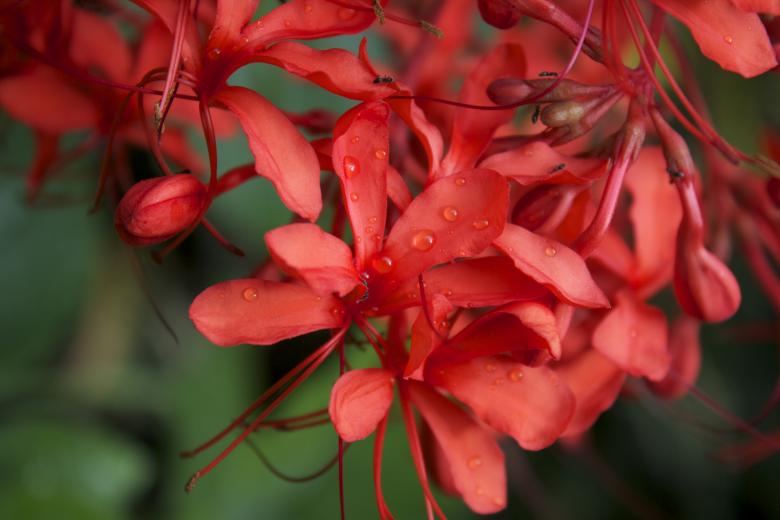 Free stock image of Red Plants created by Danny Ouellet