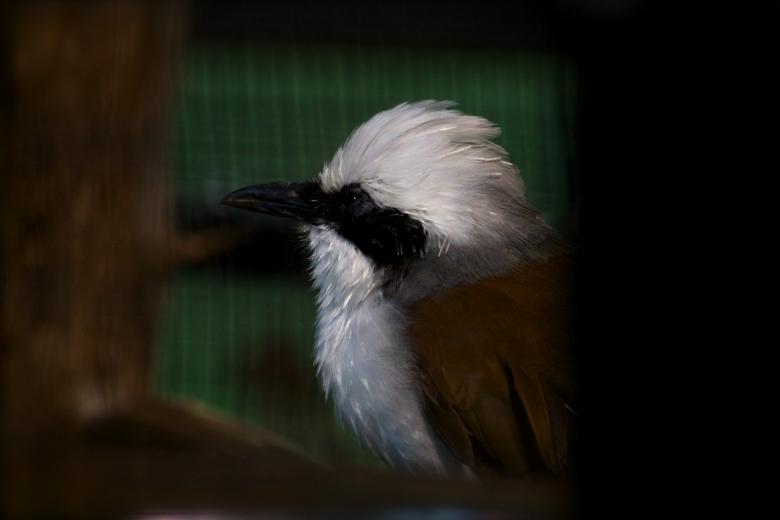 Free stock image of Birds head created by Danny Ouellet