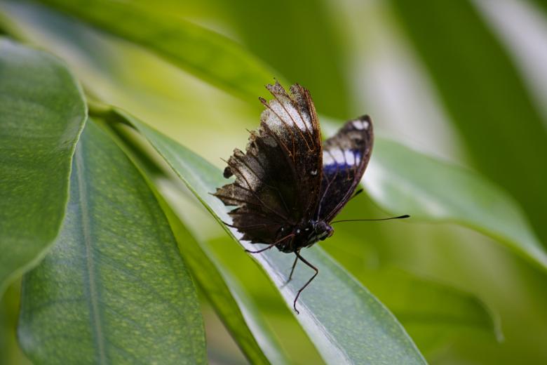 Free stock image of Butterfly created by Danny Ouellet