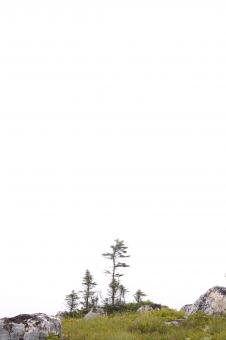 Free Stock Photo of Tree on a hill