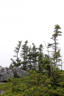 Free Stock Photo of Trees