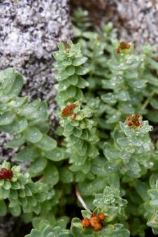 Free Stock Photo of Green Plant