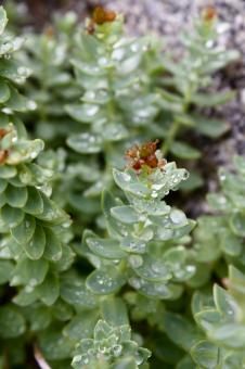 Free Stock Photo of Green Plant