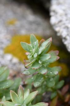 Free Stock Photo of Green Plant