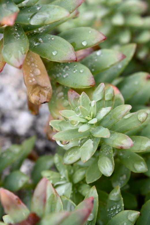 Free stock image of Green Plant created by Danny Ouellet