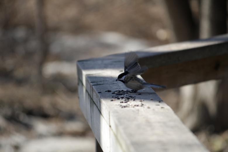 Free stock image of Small Bird created by Danny Ouellet