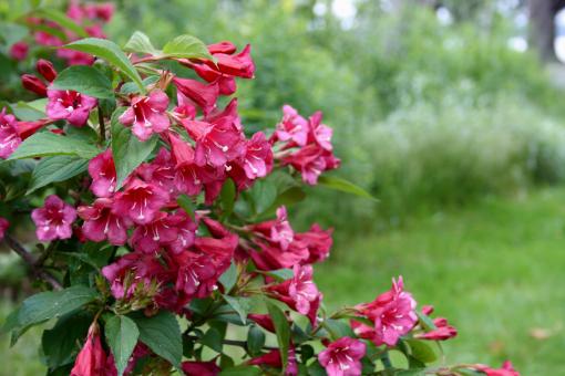 Free Stock Photo of Pink Flowers