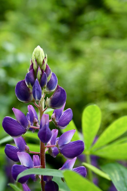 Free stock image of Purple Flower created by Danny Ouellet