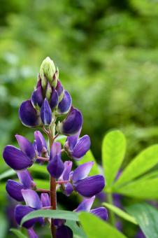 Free Stock Photo of Purple Flower