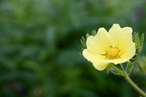 Free Stock Photo of Yellow Flower