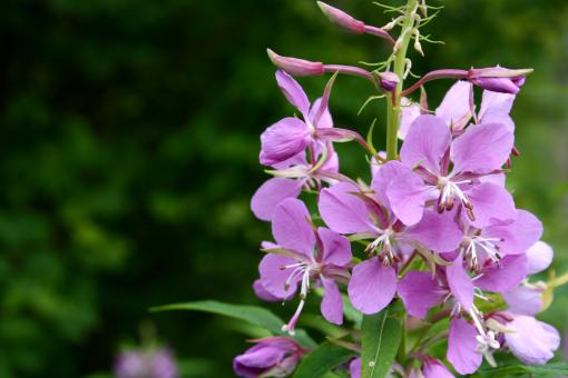 Free Stock Photo of Purple Flowers