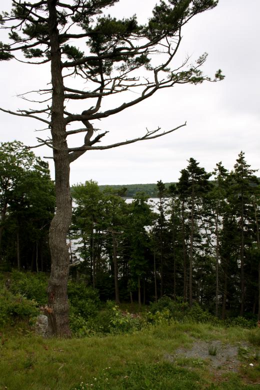 Free stock image of Trees created by Danny Ouellet