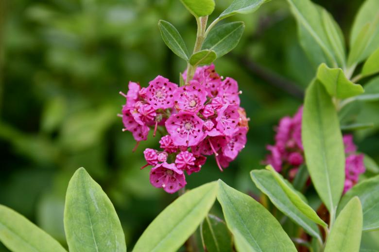 Free stock image of Pink Flowers created by Danny Ouellet