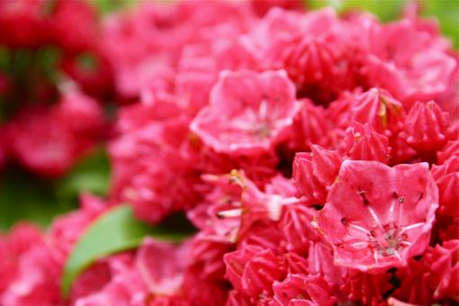 Free Stock Photo of Red Flowers