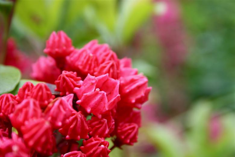 Free stock image of Red Flowers created by Danny Ouellet