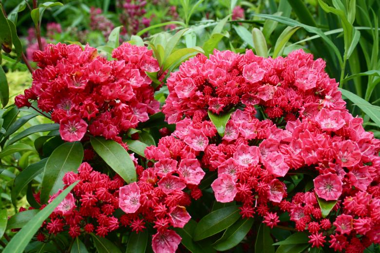 Free stock image of Red Flowers created by Danny Ouellet