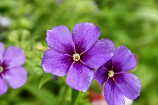 Free Stock Photo of Purple Flowers