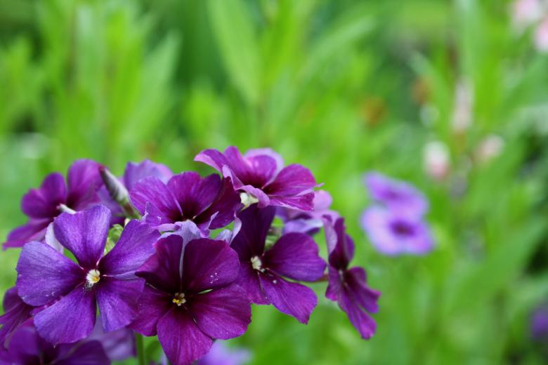 Free stock image of Purple Flowers created by Danny Ouellet
