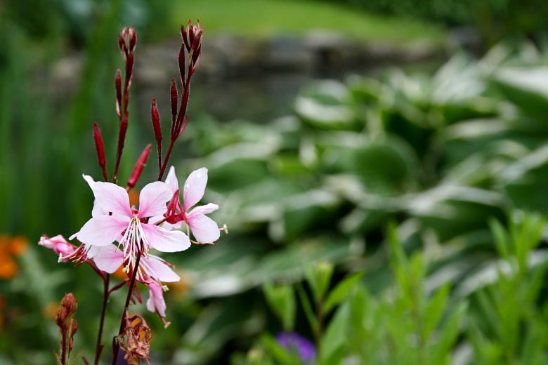 Free stock image of Pink Flowers created by Danny Ouellet