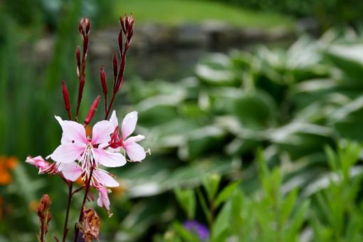Free Stock Photo of Pink Flowers