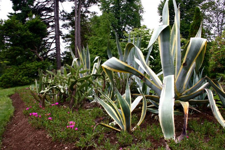 Free stock image of Plants in garden created by Danny Ouellet