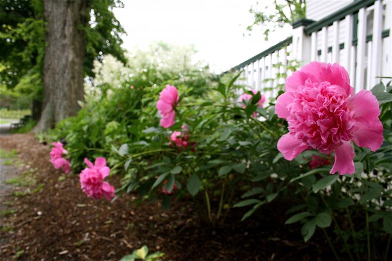 Free stock image of Pink Flowers created by Danny Ouellet